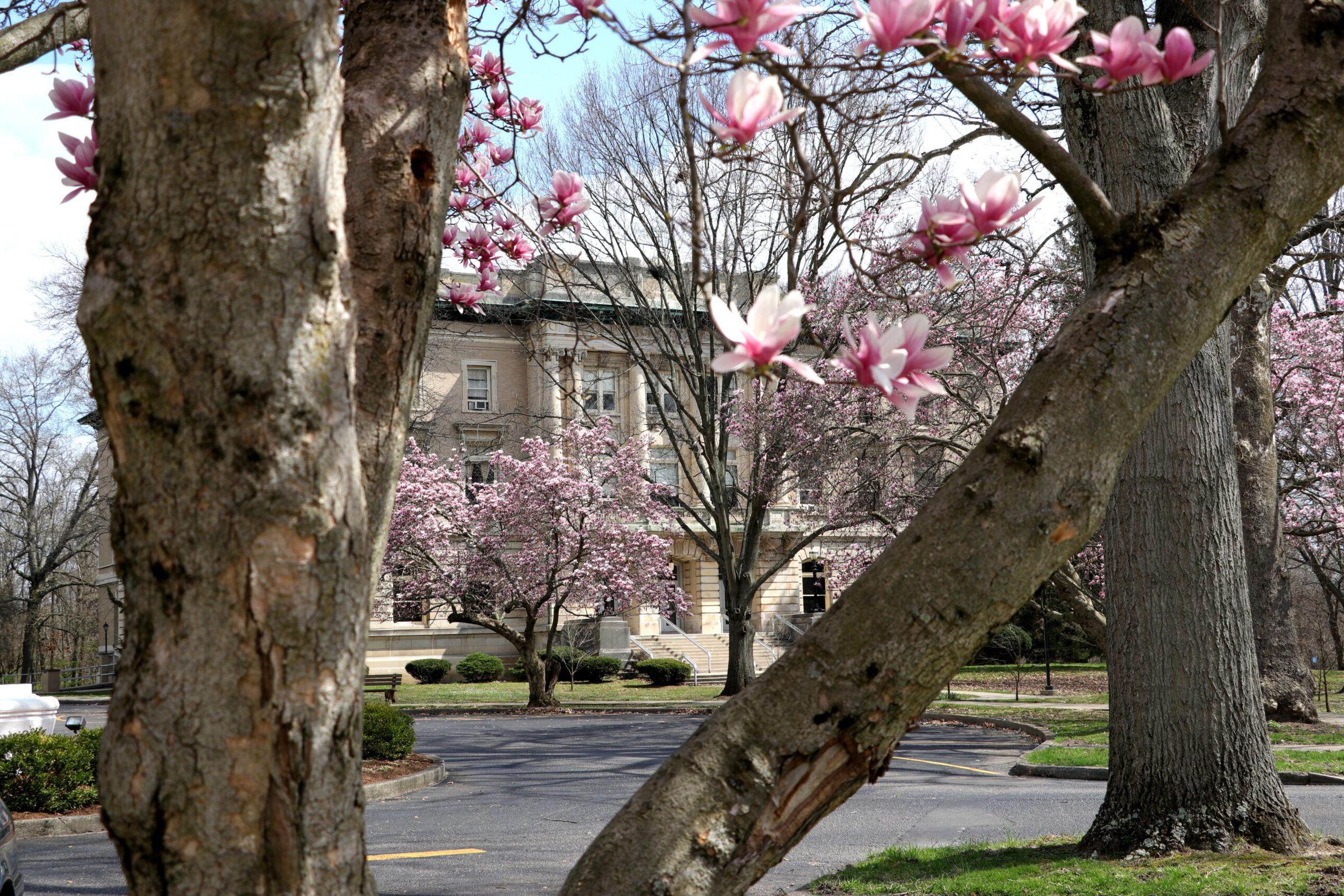 Magnolia blooms around the fountain circle